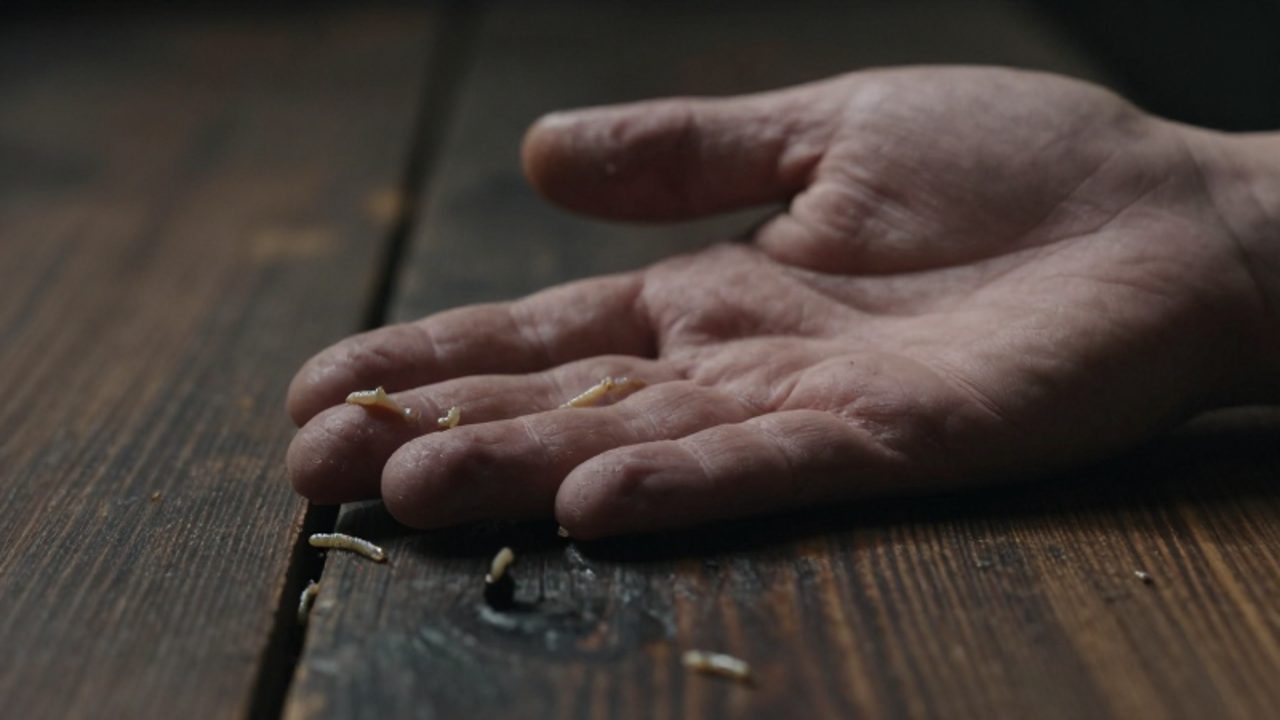 Una mano humana extendida sobre madera oscura con pequeños gusanos y larvas moviéndose entre las grietas de la superficie.