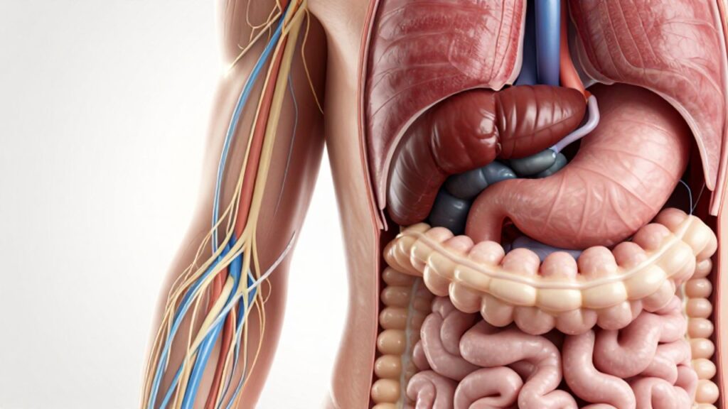 Ilustración anatómica del torso humano que compara la red homogénea del sistema nervioso con la estructura diversa de órganos del aparato digestivo.