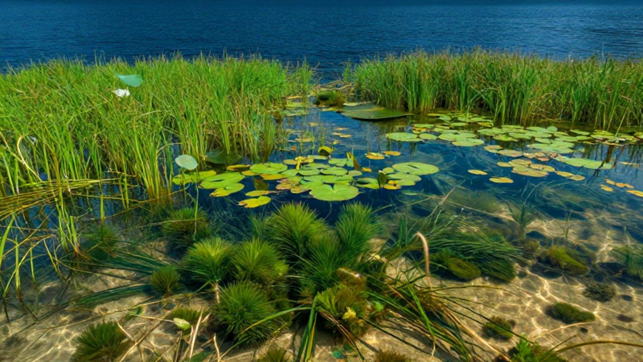Una laguna poco profunda con abundante vegetación acuática y plantas visibles bajo el agua clara, situada frente a un lago de aguas profundas y azul oscuro.