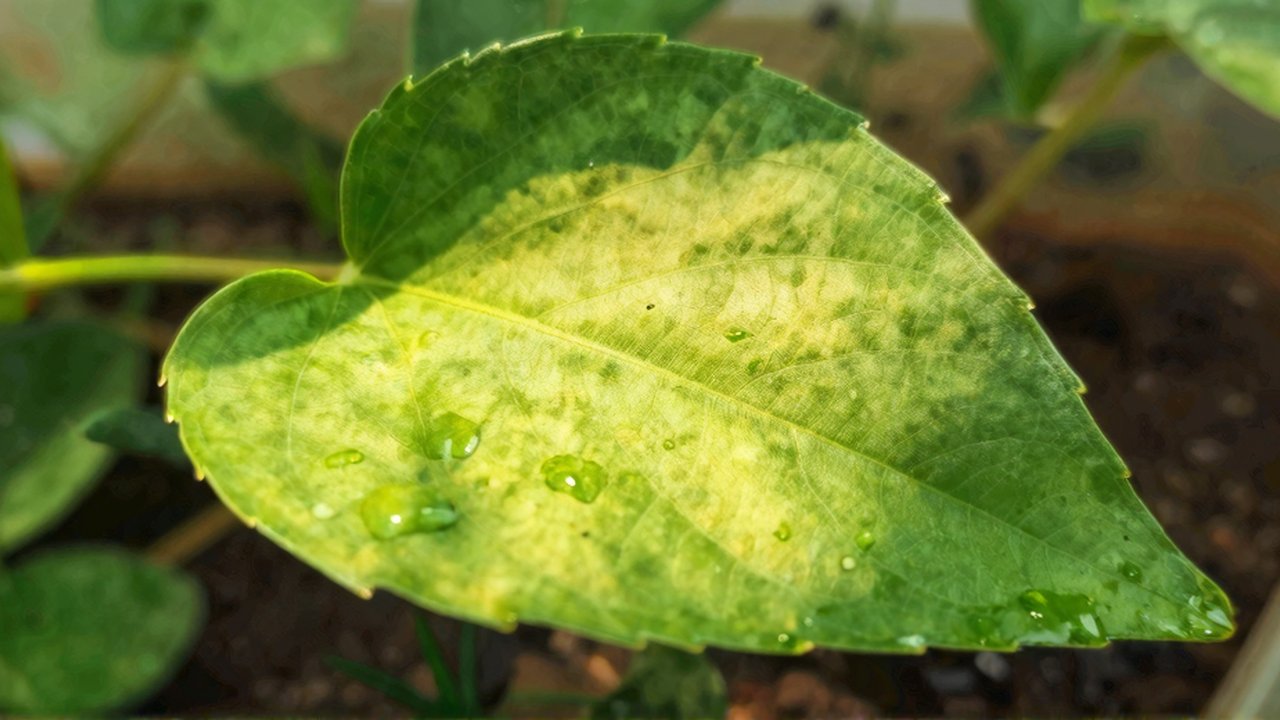 Primer plano de una hoja verde con gotas de agua sobre su textura y venas.